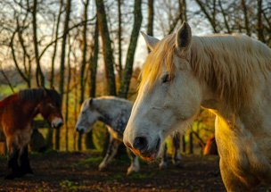 chevaux 3 le puy