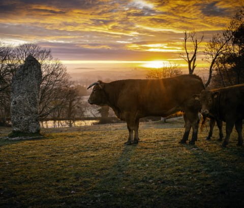 vaches-le puy