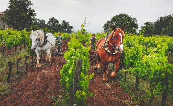 Le cheval fait son retour officiel à la propriété