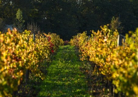 plongez-vous-dans-l-univers-le-puy